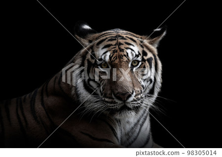 royal tiger (P. t. corbetti) isolated on black background clipping path included. The tiger is staring at its prey. Hunter concept.Stunning tiger in black and white 98305014