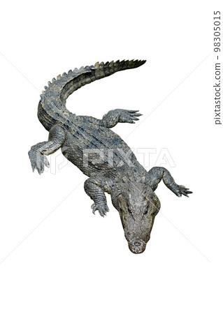 Thai freshwater crocodile or Siamese crocodile (Crocodylus siamensis), top view, isolated on white background. Thai freshwater crocodile or Siamese crocodile (Crocodylus siamensis), top view, isolated on white background. 98305015