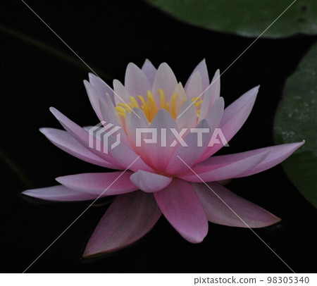 2000年的古風水邊漂浮的是植物睡蓮 98305340