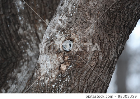 Ezo momonga從洞穴裡掏出一張臉 98305359