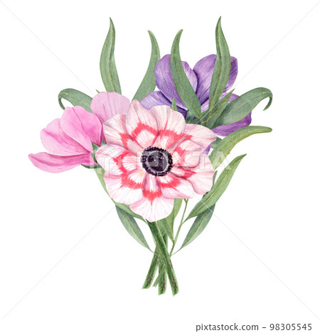 Anemones with eucalyptus isolated on a white background. Watercolor illustration. For Valentine day, wedding invitation, birthday and mother day cards, poster, textile design, cover, background, print Anemones with eucalyptus isolated on a white background. Watercolor illustration. For Valentine day, wedding invitation, birthday and mother day cards, poster, textile design, cover, background, print 98305545