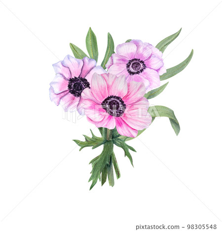 Anemones with eucalyptus isolated on a white background. Watercolor illustration. For Valentine day, wedding invitation, birthday and mother day cards, poster, textile design, cover, background, print Anemones with eucalyptus isolated on a white background. Watercolor illustration. For Valentine day, wedding invitation, birthday and mother day cards, poster, textile design, cover, background, print 98305548