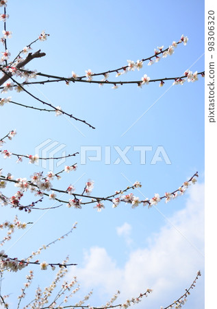 李子和藍天 李子和藍天 98306320