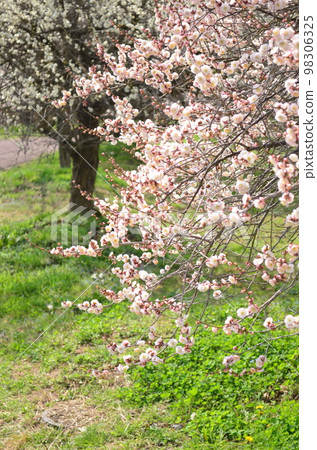 plum blossom viewing 98306325