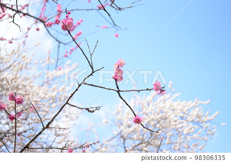 可愛的梅花芽和藍天 可愛的梅花芽和藍天 98306335