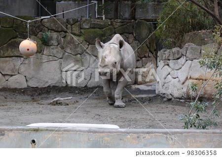 A rhinoceros playing with a ball (photographed from the front) A rhinoceros playing with a ball (photographed from the front) 98306358