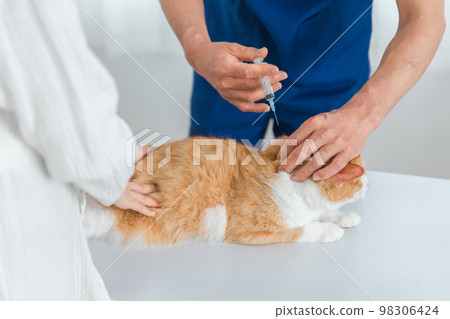 A cat receiving injections, vaccines and vaccinations from a veterinarian at a veterinary hospital and the owner's Asian woman (pet) 98306424