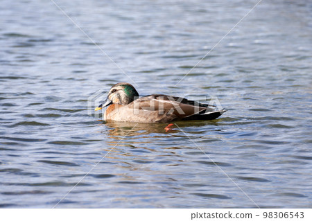 被認為是在琵琶湖越冬的野鴨的雜交種。 被認為是在琵琶湖越冬的野鴨的雜交種。 98306543