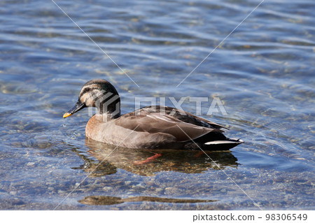An individual thought to be a hybrid of mallard ducks wintering in Lake Biwa. 98306549