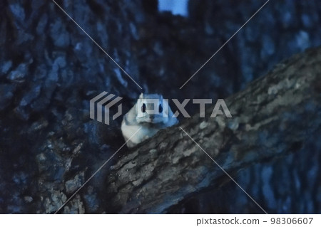 蝦夷飛鼠坐在樹上 蝦夷飛鼠坐在樹上 98306607