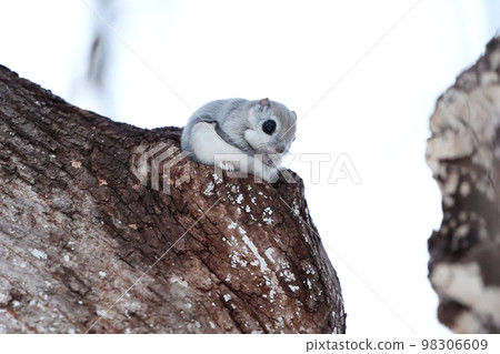 蝦夷飛鼠坐在樹上 蝦夷飛鼠坐在樹上 98306609