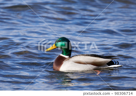 A male mallard duck overwintering in Lake Biwa in winter A male mallard duck overwintering in Lake Biwa in winter 98306714