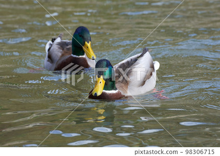 A male mallard duck overwintering in Lake Biwa in winter A male mallard duck overwintering in Lake Biwa in winter 98306715