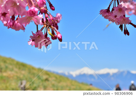 Cherry blossoms and Mt. Jonen Cherry blossoms and Mt. Jonen 98306906
