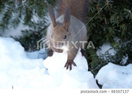 走在雪地上的蝦夷松鼠 走在雪地上的蝦夷松鼠 98307137