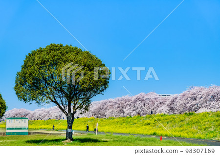 Sakura Tsutsumi in Kumagaya, Saitama Prefecture ~Cherry blossoms and rape blossoms in full bloom against the blue sky~ 98307169