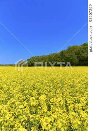 強姦花田和藍天在一邊 98307299