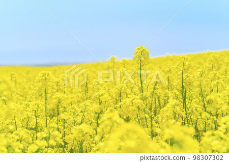 強姦花田和藍天在一邊 98307302