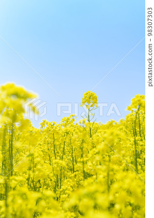 Rape flower field and blue sky on one side 98307303