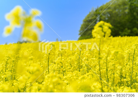 強姦花田和藍天在一邊 98307306