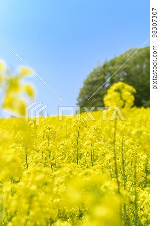 強姦花田和藍天在一邊 98307307