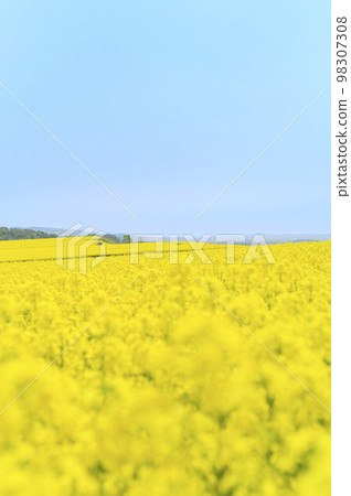 油菜花田和拖拉機拉的有蓋貨車 98307308