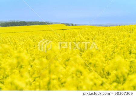 強姦花田和藍天在一邊 98307309