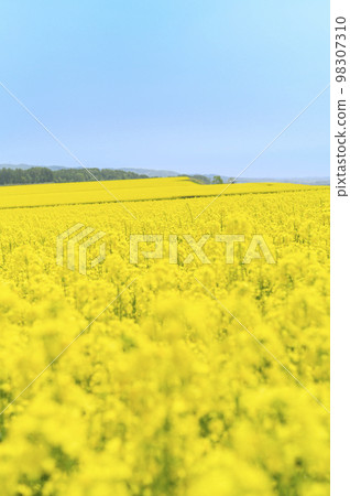 強姦花田和藍天在一邊 98307310