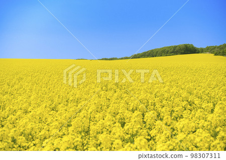 Rape flower field and blue sky on one side 98307311