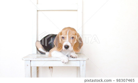 Beagle dog flirting in a chair 98307465