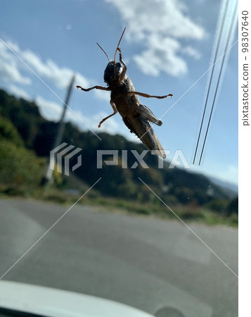 the back side of the grasshopper 98307640