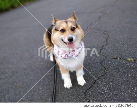 穿著防暑用品微笑的柯基犬 穿著防暑用品微笑的柯基犬 98307643