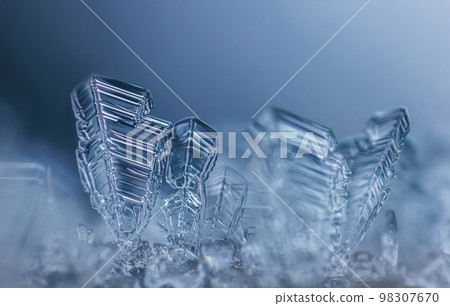 Frost on a branch, clear frost crystals on a branch Frost on a branch, clear frost crystals on a branch 98307670