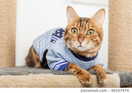 Bengal cat in clothes lies on a scratching post. 98307974