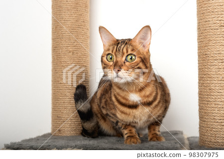 Bengal cat is resting on cat furniture. 98307975