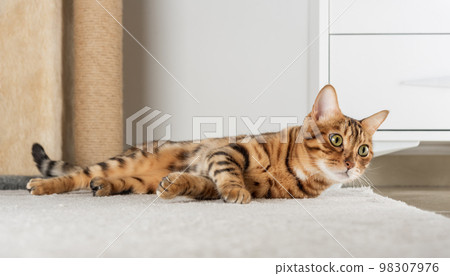 Charming red cat lies on the floor in the room. 98307976