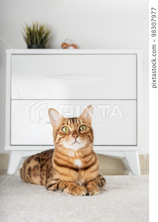 Charming red cat lies on the floor in the room. Charming red cat lies on the floor in the room. 98307977