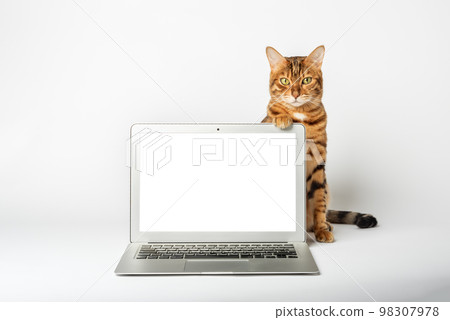Close-up of a cat and a laptop on a white background. 98307978