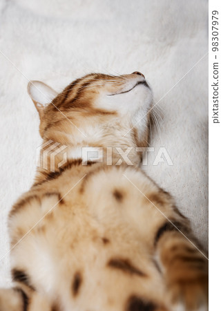 Cute red cat sleeps on a soft blanket. Cute red cat sleeps on a soft blanket. 98307979