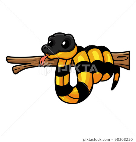 Cute banded krait bungarus candidus on tree branch Cute banded krait bungarus candidus on tree branch 98308230