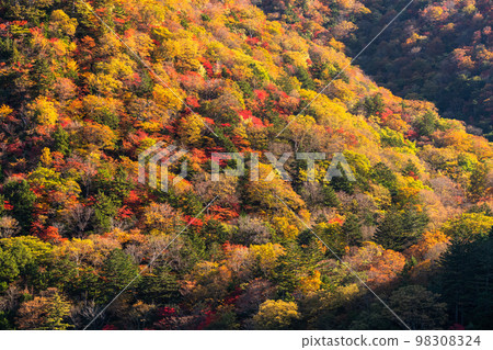 "Tochigi Prefecture" Lake Chuzenji in Okunikko and autumn leaves in autumn "From the Lake Chuzenji Pleasure Boat" 98308324