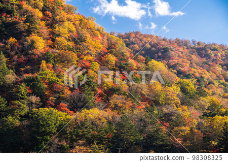 "Tochigi Prefecture" Lake Chuzenji in Okunikko and autumn leaves in autumn "From the Lake Chuzenji Pleasure Boat" 98308325