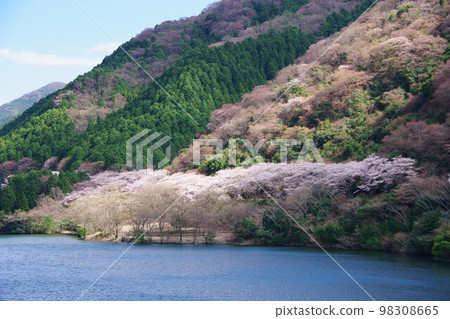 兵庫縣淡路島櫻花季的 Yuzuruha 水壩公園 98308665