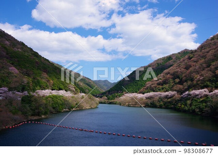 兵庫縣淡路島櫻花季的 Yuzuruha 水壩公園 98308677