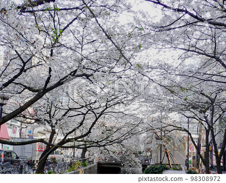 Spring in Kyoto. Kyoto Shijo-dori along the waterway, Yamazakura trees in full bloom in the city. Spring in Kyoto. Kyoto Shijo-dori along the waterway, Yamazakura trees in full bloom in the city. 98308972