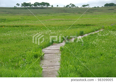 wooden path that goes on forever wooden path that goes on forever 98309005