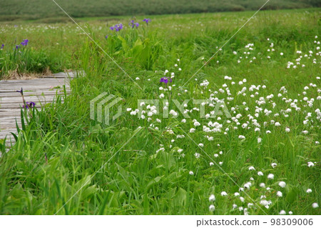 Wattsuge and a tree road Wattsuge and a tree road 98309006