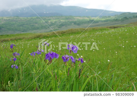 Hiougiayame and Mt.Shokanbetsu Hiougiayame and Mt.Shokanbetsu 98309009