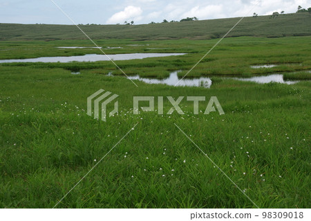 廣袤的濕地 廣袤的濕地 98309018