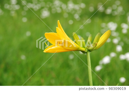 Ezokanzou和Watazsege 98309019